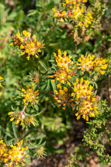 Common kidney vetch or Anthyllis Vulneraria plant in Zurich in Switzerland