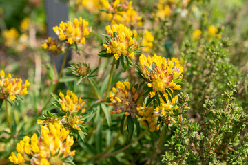 Common kidney vetch or Anthyllis Vulneraria plant in Zurich in Switzerland