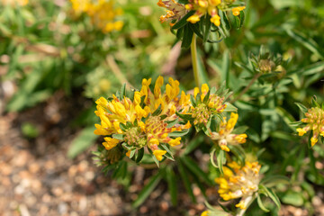 Common kidney vetch or Anthyllis Vulneraria plant in Zurich in Switzerland