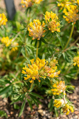 Common kidney vetch or Anthyllis Vulneraria plant in Zurich in Switzerland