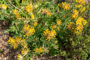 Common kidney vetch or Anthyllis Vulneraria plant in Zurich in Switzerland