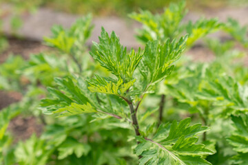 Common mugwort or Artemisia Vulgaris plant in Zurich in Switzerland