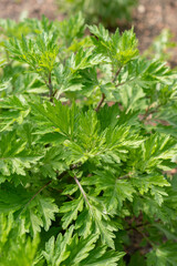Common mugwort or Artemisia Vulgaris plant in Zurich in Switzerland