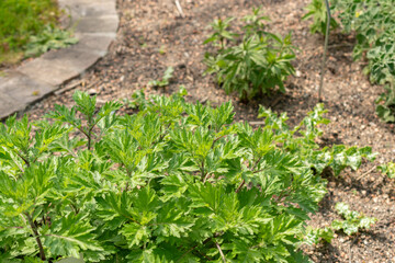 Common mugwort or Artemisia Vulgaris plant in Zurich in Switzerland