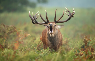 Portrait of a red deer stag calling during the rut in autumn