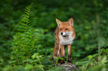 Fototapeta premium Portrait of a red fox standing on tree in a forest.