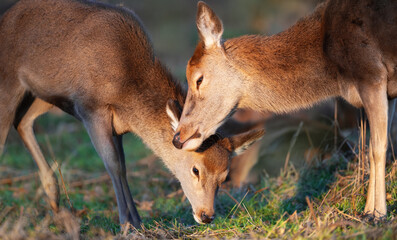 Portrait of a red deer hind with her calf standing in the meadow