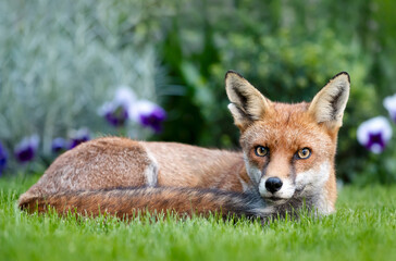 Portrait of a red fox lying on green grass in a garden