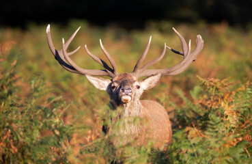 Portrait of a red deer stag during the rut in autumn