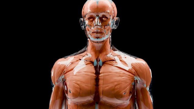 Human anatomy, muscles, organs, bones. Creative color palettes, designer details, unstructured showing parts, upper body muscle, Medically accurate loop animation, human male body, surgery, 3d rende