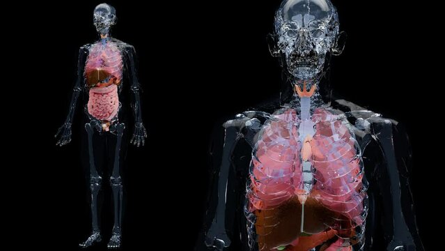 Human anatomy, internal organs and bones, loop animation, respiratory  and digestive system parts on black background, intestine and stomach, male Skeleton, medically accurate, realistic 3d render