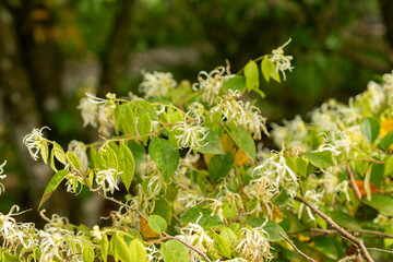 Chinese fringe flower or Loropetalum Chinense plant in Zurich in Switzerland