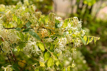 Chinese fringe flower or Loropetalum Chinense plant in Zurich in Switzerland
