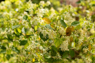 Chinese fringe flower or Loropetalum Chinense plant in Zurich in Switzerland