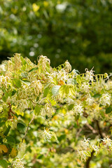 Chinese fringe flower or Loropetalum Chinense plant in Zurich in Switzerland