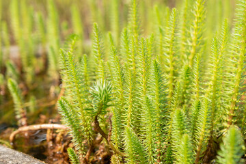 Mares tail or Hippuris Vulgaris plant in Zurich in Switzerland