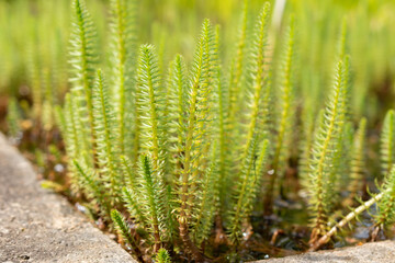 Mares tail or Hippuris Vulgaris plant in Zurich in Switzerland