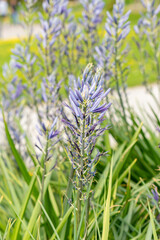 Great camas or Camassia Leichtlinii plant in Zurich in Switzerland