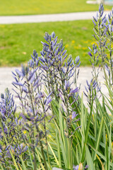 Great camas or Camassia Leichtlinii plant in Zurich in Switzerland