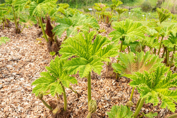 Giant rhubarb or Gunnera Tinctoria plant in Zurich in Switzerland