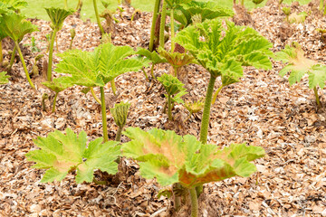 Giant rhubarb or Gunnera Tinctoria plant in Zurich in Switzerland