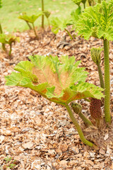 Giant rhubarb or Gunnera Tinctoria plant in Zurich in Switzerland