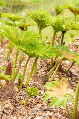 Giant rhubarb or Gunnera Tinctoria plant in Zurich in Switzerland