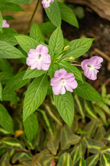 Impatiens Platypetala plant in Zurich in Switzerland