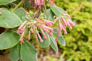 Sinningia Piresiana plant in Zurich in Switzerland