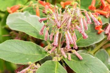 Sinningia Piresiana plant in Zurich in Switzerland