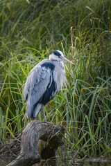 Grey Heron sitting on his favourite log