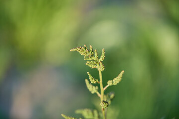 Early false astilbe flower bud. Close-up photograph. 