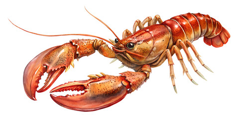 lobster on transparent background