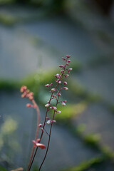 Coral bell flowers. Fresh prink blossoms on a thin stalk.