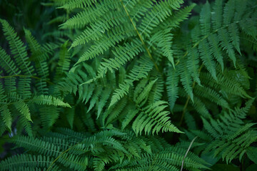Rich green fern leaves. Summer foliage. 