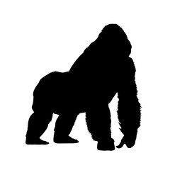 gorilla silhouette - vector illustration