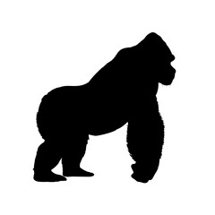  gorilla silhouette - vector illustration © KR Studio