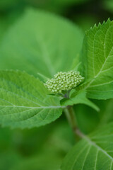 Early Hydrangea bud. Green flower blossom. Close-up detail photograph. 