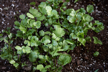 Ranunculus flower seedlingsRanunculus flower seedlings. Cluster of green leaves growing from rich soil. 