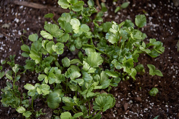 Ranunculus flower seedlings. Cluster of green leaves growing from rich soil. 