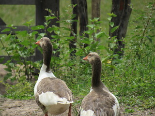 Gooses walking down the road