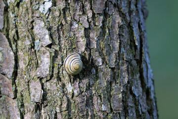 snail Cepeae nemoralis on a rainy day in a French forest