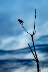 Silhouette of a Red-winged Blackbird (Agelaius phoeniceus) in a blue and white sky with copy space