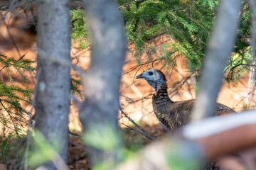 Wild eastern turkey (Meleagris gallopavo) in a Wisconsin forest