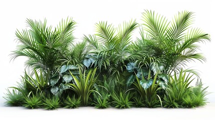 Fototapeta premium Ultra Realistic Set of Tropical Vegetation Grass Isolated on White Background. High-Quality Illustration Featuring Lush Greenery with Detailed Blades and Natural Texture, Ideal for Botanical and Natur