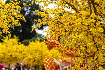 Apricot tree blooming with yellow flowering branches curving create unique beauty. This is a special wrong tree symbolizes luck, prosperity in spring Vietnam Lunar New Year