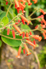 Sinningia Lineata plant in Zurich in Switzerland