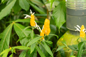 Golden shrimp plant or Pachystachys Lutea plant in Zurich in Switzerland