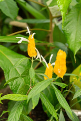 Golden shrimp plant or Pachystachys Lutea plant in Zurich in Switzerland