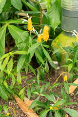 Golden shrimp plant or Pachystachys Lutea plant in Zurich in Switzerland